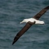 Albatros Sanforduv - Diomedea sanfordi - Northern Royal Albatros 7738